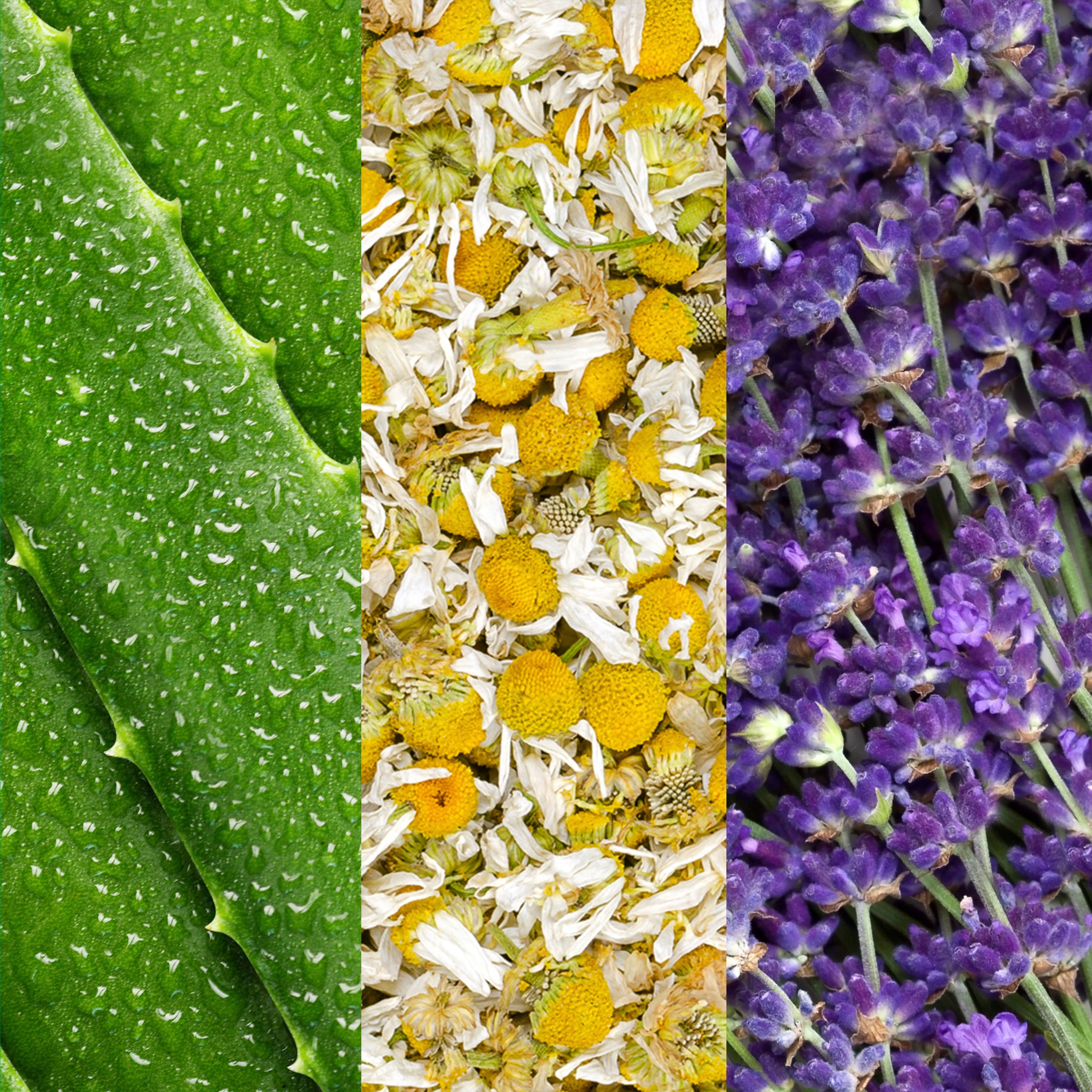 Spray Facial à l’Aloès, Camomille et Lavande – Mario Badescu